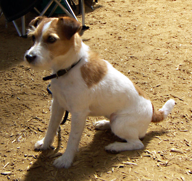 http://lambfam.files.wordpress.com/2008/05/636px-jack-russell-terrier.jpg